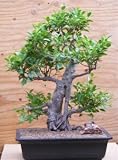 41IBYUV03vL. SL160  Ficus Bonsai Tree   Root Over Rock<i>(ficus natalensis)</i>