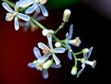 Neem Tree 20 Seeds -Azadirachta-Insect Repellant/Bonsai