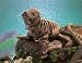 Sea Lion Puppet by Folkmanis
