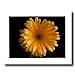 Yellow Daisy Flower Floral Picture Art Print