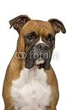Wallmonkeys Peel and Stick Wall Decals - Boxer () - Removable Graphic