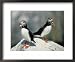 Atlantic Puffins with Fish, Machais Sea Island, ME Framed Art Poster Print by David White, 22x18