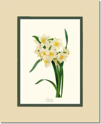 Vintage Botanical Flower Art Print: Narcissus (Redoute) 11x14 Print 16x20 Cream/Green Mat Narcissus tazetta