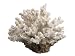 Faux 5Dx3H Finger Coral Natural (Pack of 12)