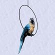 Patty the Parrot statue home garden exotic sculpture