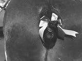 Clydesdale Horse at the Anheuser Busch Brewery Animals Photographic Poster Print by Gjon Mili, 24x18