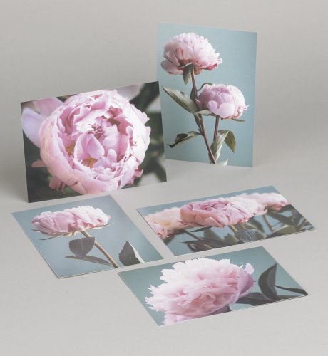 5 Part Pink Peony Print Selection