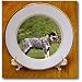 Dogs Australian Cattle - Australian Cattle Dog - Plates