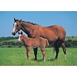 (24x36) Horse & Foal (In Field) Art Poster Print