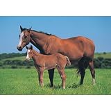(24x36) Horse & Foal (In Field) Art Poster Print