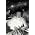 Thumbnail image of Hanne Hukkelberg