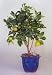 Dwarf / Patio Orange Tree Full Size Fruit