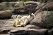 Wallmonkeys Peel and Stick Wall Decals - Ice Bear - Removable Graphic