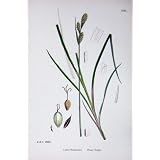 植物学は C1902 スゲ属の Buxbaumii の古めかしい Sedge 色を植えます