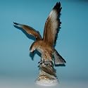 Adler auf Hasenjagd - Gr&auml;fenthal - Porzellanfigur
