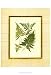 Fern with Crackle Mat I - Samuel Curtis Art Print Poster 13 x 19