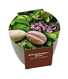 Produkt-Bild: Premium-Pflanzset 'Schokoladenwein'