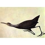 Professionally Framed Audubon Limpkin Bird Art Poster Print - 13x19 with RichAndFramous Black Wood Frame