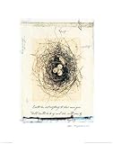 Bird s Nest Art Print Poster By Julie Nightingale, 22  x 28 