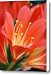 Bright Orange Clivia Miniata Flower Canvas Print / Canvas Art - Artist Jennie Marie Schell