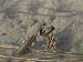 Praying Mantis Eating a Butterfly Photographic Poster Print by Darlyne A. Murawski, 16x12