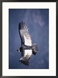 Andean Condor, Adult Female in Flight, Colca Canyon, Southern Peru Framed Photographic Poster Print by Mark Jones, 21x29