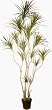 8' Bendable Draceana Tree (Red/Green)
