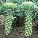 Brussels Sprouts Little Baby Cabbages ! Vegetable Garden Seeds 100+
