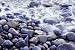 Biology Video: Biology Fieldwork 2: Investigating Marine Ecosystems
