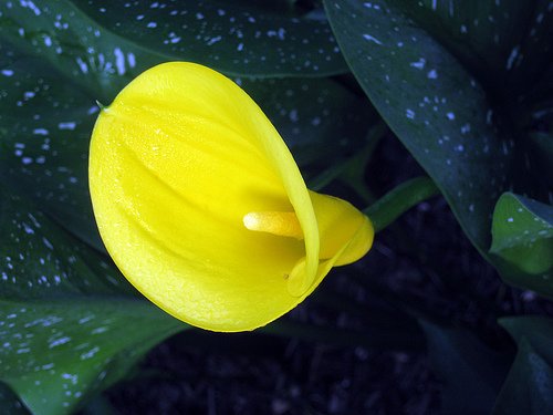 Best Gold' Calla Lily Bulb - Yellow Blooms