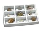 GeoSafari Fossil Collection