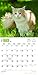 Maine Coon Cats 2016 Calendar