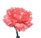 Carnations, Mini Pink, Wholesale Box of 250 Flowers