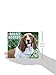 2016 Just Basset Hounds Box Calendar