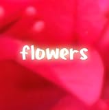 compilation album 『flowers』 初回プレス特典/DVD付