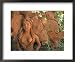 Natural Clay Mermaid and Fish Design, Oaxaca, Mexico Framed Art Poster Print by Judith Haden, 22x18