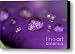 Drops on a purple petal of a viola pansy flower after rain shower Canvas Print / Canvas Art - Art...