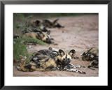 African Wild Dog, Lycaon Pictus, Venetia Limpopo Nature Reserve, South Africa, Africa Animals Framed Art Poster Print by Steve & Ann Toon, 31x25