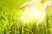 Human Hands Touching Green Grass. Beautiful Shining Betweet Them - 24