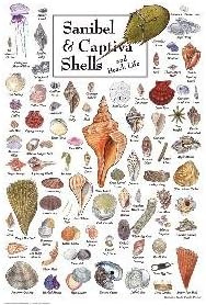 18" x 24" Shells of Sanibel & Captiva Puzzle 550pc