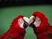 Green-Winged Macaws (Ara Chloroptera) at Jurong Bird Park, Singapore Lonely Planet Collection Photographic Poster Print by Manfred Gottschalk, 40x30