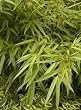 Sunset Glow (Clumping) Bamboo Plant, Two Gallon Container by Monrovia Growers