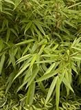 Sunset Glow (Clumping) Bamboo Plant, Two Gallon Container by Monrovia Growers