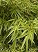 Sunset Glow (Clumping) Bamboo Plant, Two Gallon Container by Monrovia Growers