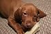 Cute Puppy Chew Bone Toy Dog Pet Vizsla Female - 18