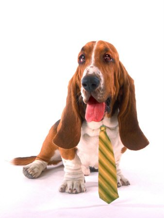 Dog with Dress Tie Photographic Poster Print by Henryk T. Kaiser, 18x24
