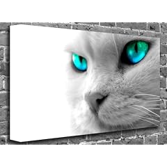White Cat Close Up Animal Canvas Art Print Picture, Bildgr��e: 32" x 20" (82 x 51 cm) - gerahmtes Leinwandbild