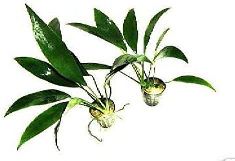 Anubias Lanceolata x 1 rhizome