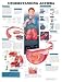 Anatomical Chart Asthma Chart 20x26 Lam EA - Model 1587799383 Categorization: Reference Material > Charts