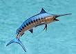 Taxidermy Quality 13" Fiberglass Blue Marlin Wall Mount